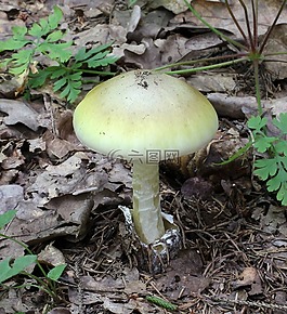 蘑菇,菌类,死亡帽
