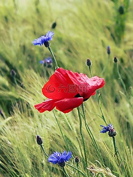 罌粟,紅罌粟,klatschmohn