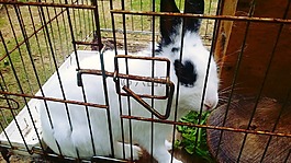 兔子,動物,籠