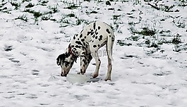dalmatian,景點,雪冬