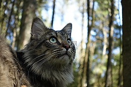 猫,猫的,可爱