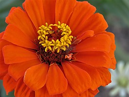 花,橙色,锈