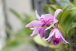 自然,植物區(qū)系,花