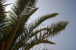 棕櫚,太陽(yáng),天空