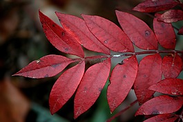 紅葉,植物,自然