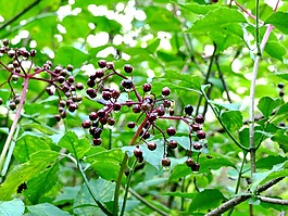 漿果,葉子,綠色