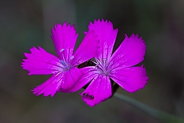 花,紫,開花