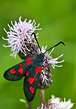 蝴蝶,花