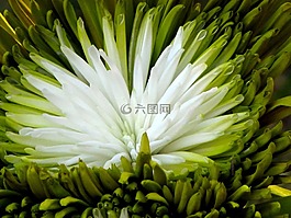 花的,植物,自然