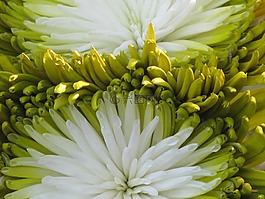花的,植物,自然