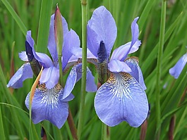 虹膜,蓝色,花