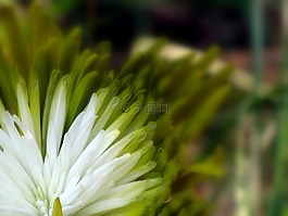 花的,植物,自然