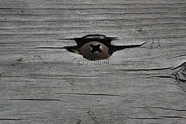 螺絲,木材,風(fēng)化