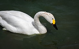 天鵝,bewick,鳥
