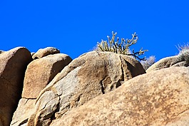仙人掌,沙漠,石
