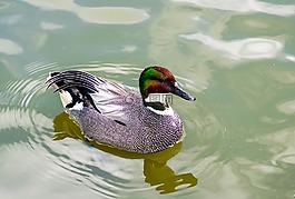 falcated,鴨,羽毛