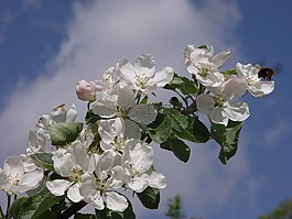 蘋果樹,花,天空