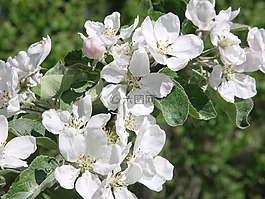 蘋(píng)果樹(shù),水果,蘋(píng)果花