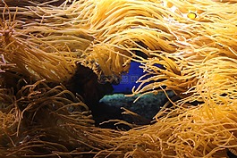 魚,水族館,水