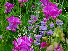 豌豆,豌豆花,花多