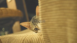 貓,小貓,可愛(ài)
