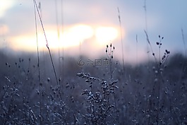 草,模糊,戶外