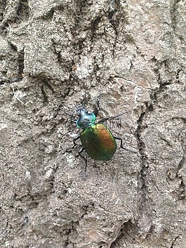 甲蟲(chóng)，昆蟲(chóng),escarabajo,insecto