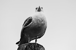 鳥,木材,動物