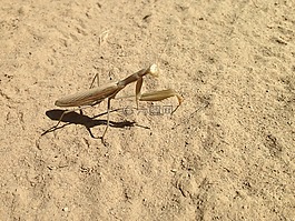 saltamontes,insecto,蝗蟲(chóng)