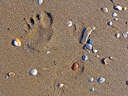 海灘,貽貝,足跡