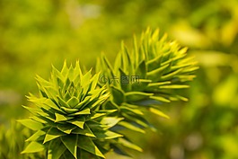 廠,綠色,植物學(xué)