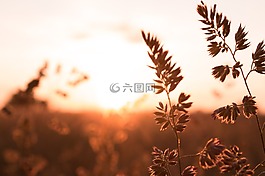 谷物,日出,景觀