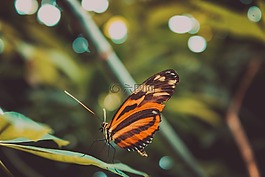 蝴蝶,昆蟲,動物