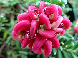 性質(zhì),花,粉色