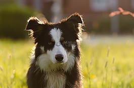 邊境牧羊犬,potrait,背光