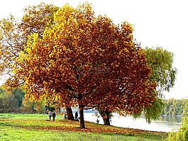 樹(shù),秋季,河