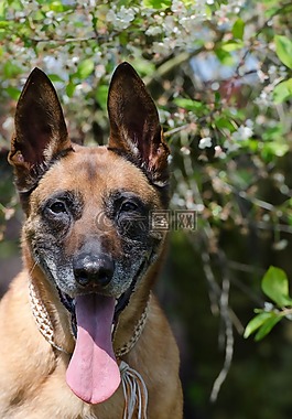 瑪利諾犬,sch?fer的狗,春天