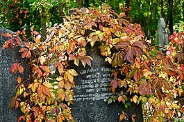 公墓,石,墳墓