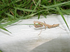 螳螂,螳螂菩提樹,insecto