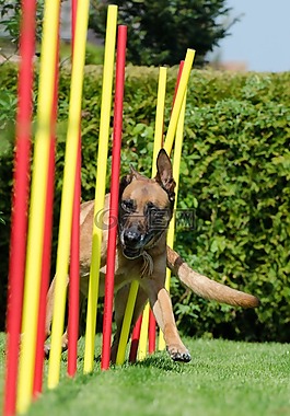 激流回旋,敏捷,hundesport