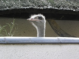 生活的本質,鳥,動物園
