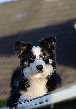 邊境牧羊犬,三色,注意
