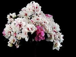 鮮花,春天,白