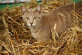 猫,小猫,品种猫