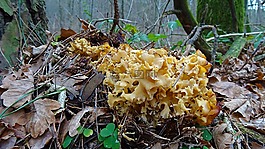 花椰菜蘑菇,蘑菇,食用