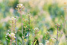 草地,草藥,halme