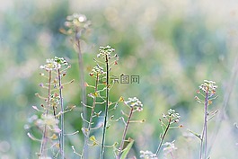 草地,草藥,halme