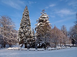 公園,冬天,雪