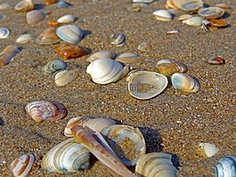 外殼,海灘,沙