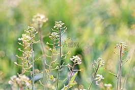 草地,草藥,halme